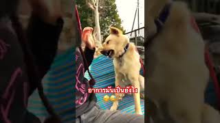 มาร์ค🐕ตัวแสบ 🥴 #สุนัขกวนๆ #สี่ขาแสนรัก #สุนัขแสนรู้ #doglover #doglife #youtubeshorts