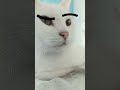 dar przekonywania memes funny cat