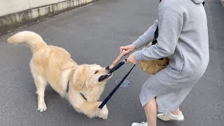 【ゴールデンレトリバー】こんな犬見た事ない！散歩中リードの噛み癖がエグい、、