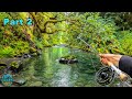 Trout Fishing in a RAINFOREST! (Fly Fishing Washington)