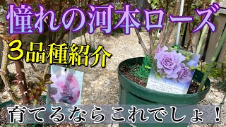 育てるならこれでしょ‼️【憧れの河本ローズ】バシっと３品種紹介😊🐻