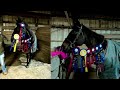 monday night barn vlog taking ribbon photos