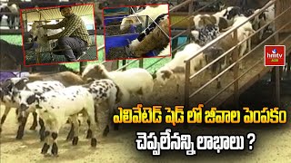 ఎలివేటెడ్ షెడ్ లో జీవాల పెంపకం చెప్పలేనన్ని లాభాలు ? | Nelathalli | hmtv agri