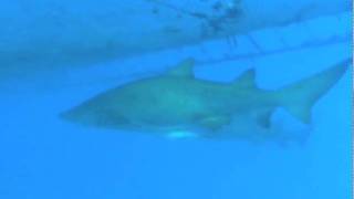 シロワニの水中映像 撮影地小笠原 sand tiger shark in Ogasawara, Japan TMV00104