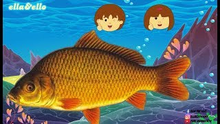 Ayo Temukan - Ikan Air Tawar dan Laut | Puri Animation