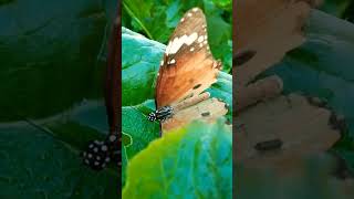 Most beautiful batterfly in my garden #youtubeshorts #shorts