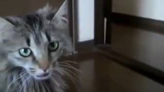 cat vs dog 1 犬と猫の喧嘩1 メインクーンvsダックス