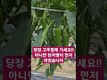 장마철 고추 병 없이 키우려면 장마철 탄저병없이 끝도없이 달림 고추키우기 초보농부 도시농부 200평텃밭