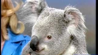 Cute Koala Climbs a Tree on Johnny Carson's Tonight Show with Joan Embery