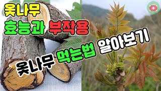 옻나무 효능과 부작용, 옻나무 먹는법 알아보기 | SHARE 건강정보