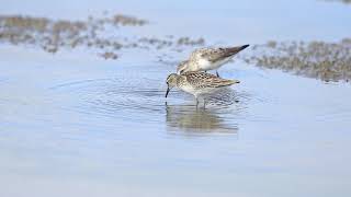 ♪鳥くん野鳥動画（沖縄県石垣島）トウネンとヒバリシギ採食中20190902JO6A0374