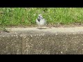 ハクセキレイの羽繕い white wagtail