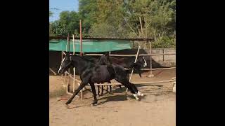 beautiful marwadi colt