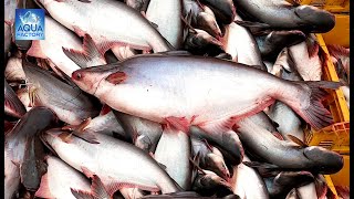 Pangasius fish Harvesting | Fish Catching | Pangas fish Farming | Aqua Factory