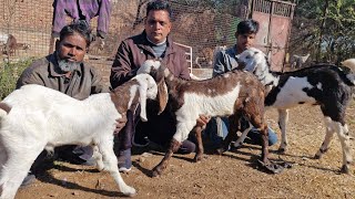 GUJRI GOAT TOP QUALITY KIDS 2026 KE  OFFICER 😍🐐 CHAINPURA BAKRA MANDI #bakramandi #goat #gujrigoat