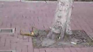 Crazy UCLA Squirrel