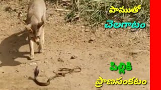 fight between the cat and snake🐍 పాముతో చెలగాటం పిల్లికి ప్రాణసంకటం |  Jeevagadda