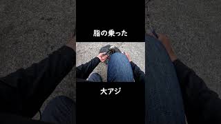 あたる瞬間　脂の乗った青物　#shorts