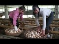 harvesting a lot of chicken eggs by 3 wheeled truck goes to countryside market sell farm life