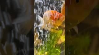 #goldfish #goldfish_ranchu #らんちゅう #江戸錦#金魚#水槽のある生活