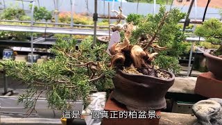 榉盆栽・黑松盆栽・五针松盆栽・真柏盆栽・金豆发芽