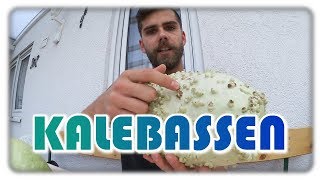 Flaschenkürbis anbauen \u0026 trocknen | Kalebassen in Deutschland