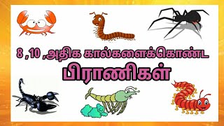 8,10, அதிக கால்களைக் கொண்ட பிராணிகள் | part- 4 |தரம் 1 ,2,3