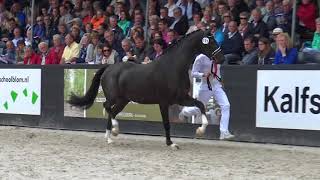 JANE(Desperado x Metall) at Dutch Mare Championships.Qualifier for finals.