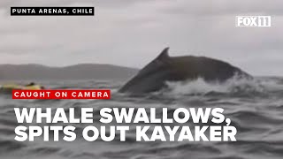 Humpback whale swallows kayaker, spits him out