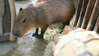 カピバラさんにまっすぐ進んでくるカメ  Capybaras and Turtle  神戸どうぶつ王国