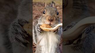 松鼠吃到花生醬開心的嗷嗷叫｜Peanut Butter Fanatic Squirrel: Screaming for Peanut Butter #squirrel #asmr