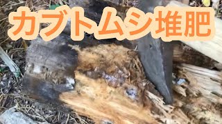 【カブトムシ堆肥】椎茸栽培　ホダ木　カブトムシ幼虫の糞の堆肥　有機栽培