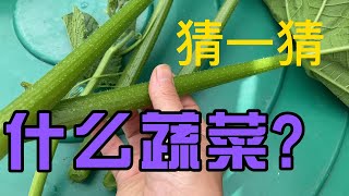 第79期 南瓜藤能吃吗？能吃，而且超好吃！