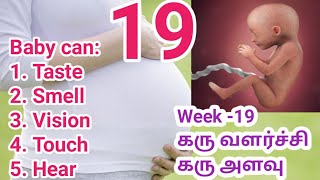 19 weeks Pregnant || 19 வது வாரத்தில் கரு எப்படி இருக்கும் தெரியுமா?? || Pregnancy week by week