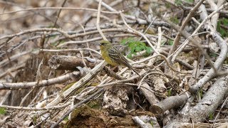 河口湖フィールドセンターのノジコ（雄）その１（4K60P動画）