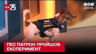 🐶 Пес Патрон пройшов експеримент у прямому ефірі!