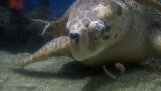 Day in the Life of an ABQ BioPark Aquarium Diver