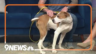 Sweet and playful pitbull-terrier-hound mix needs forever home