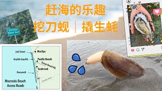 挖刀蚬（Razor Clam Digging）和撬生蚝（Oyster Shucking）｜华盛顿州Mocrocks Beach万人大赶海