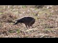 【キビ畑で食事中】カンムリワシ crested serpent eagle