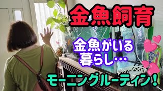 [金魚]　金魚達と暮らす65歳のおばちゃま…　朝から仕事行くまでの金魚達の世話…夫婦２人の生活…#goidfish