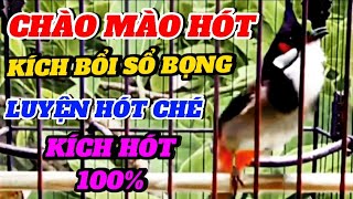 Luyện giọng chào mào hót ché đấu, kích bổi ssoor bọng hót căng lửa/ CHÀO MÀO 268.