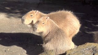 カピバラ　シンクロ率85％　大宮公園小動物園