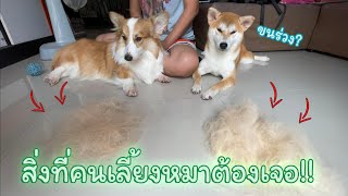 เมื่อหมาชิบะและคอร์กี้ผลัดขน สุนัขของคุณผลัดขนเยอะขนาดนี้เลยหรอ?