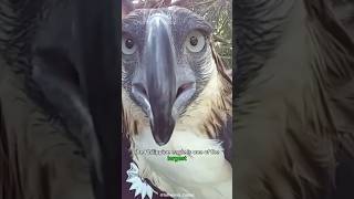 Majestic Raptor of the Philippines: The Enigmatic Philippine Eagle