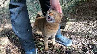 山奥で見失った娘猫を山に置いて帰って迎えに戻ると…