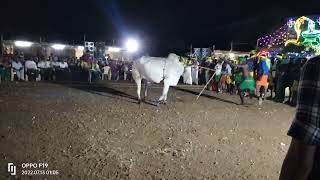 கொழுமம் சலகெருது ஆட்டம்😍