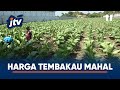 BERKAH KEMARAU PANJANG, HARGA TEMBAKAU MAHAL