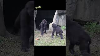 sweet #gorillas brothers #shorts #jabali #ringo #ゴリラ