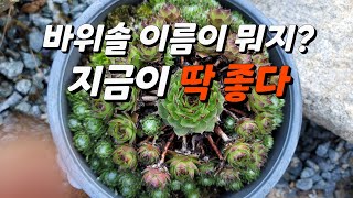 바위솔 이름이 뭐지?,  지금이 딱 좋습니다 바위솔 키우세요 샘골바위솔농원 구경